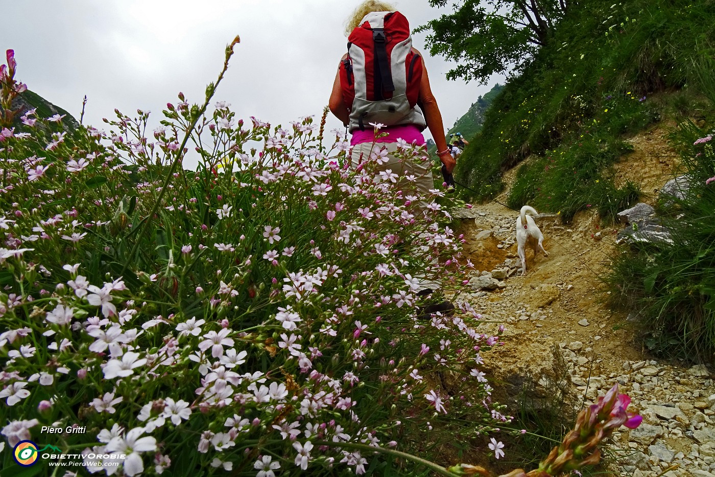 36 Silene delle fonti (Silene quadridentata).JPG -                                